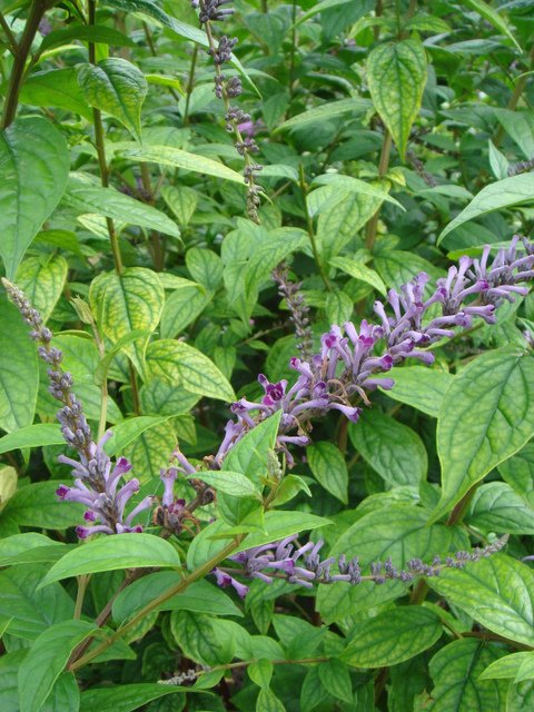 Buddleja lindleyana fleur